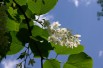 Styrax_Obassia(auteur:SB_Johnny) https://creativecommons.org/licenses/by-sa/3.0/legalcode.fr