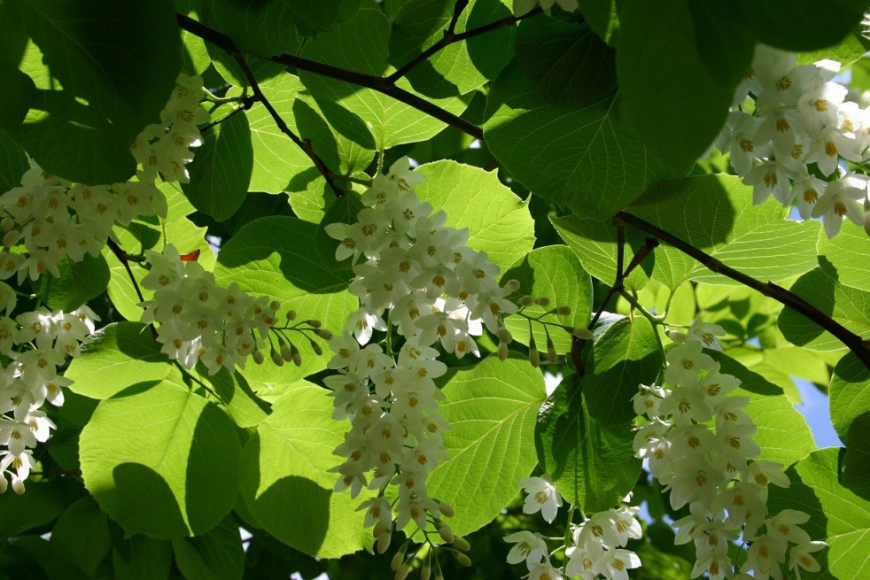 Styrax_Obassia(auteur:SB_Johnny) https://creativecommons.org/licenses/by-sa/3.0/legalcode.fr