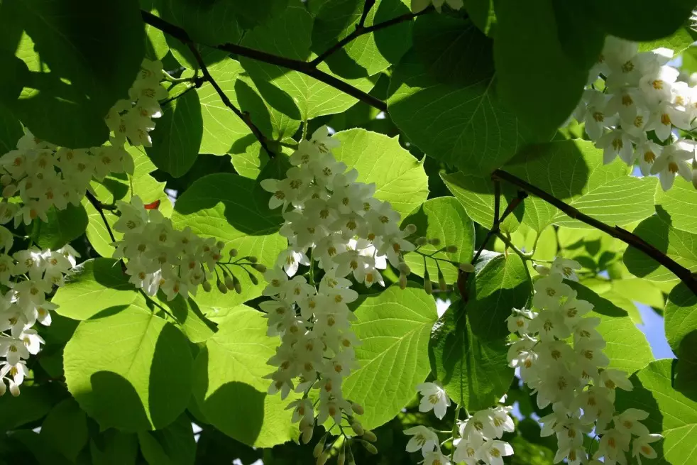 Styrax Obassia