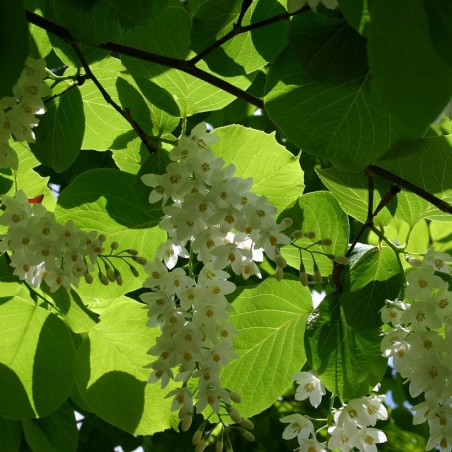Styrax_Obassia(auteur:SB_Johnny) https://creativecommons.org/licenses/by-sa/3.0/legalcode.fr