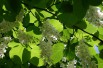Styrax_Obassia(auteur:SB_Johnny) https://creativecommons.org/licenses/by-sa/3.0/legalcode.fr