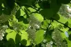 Styrax Obassia