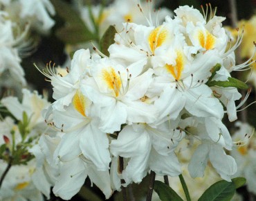 Chinese Azalea Daviesii