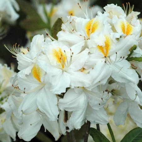 Chinese Azalea Daviesii