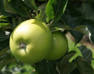 Granny Smith apple tree