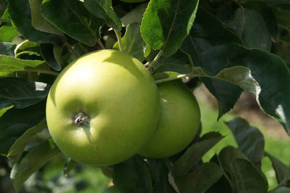 Granny Smith appelboom Granny Smith appelboom