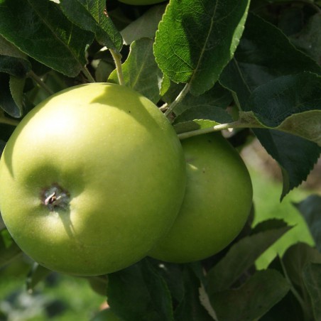 Pommier Granny Smith