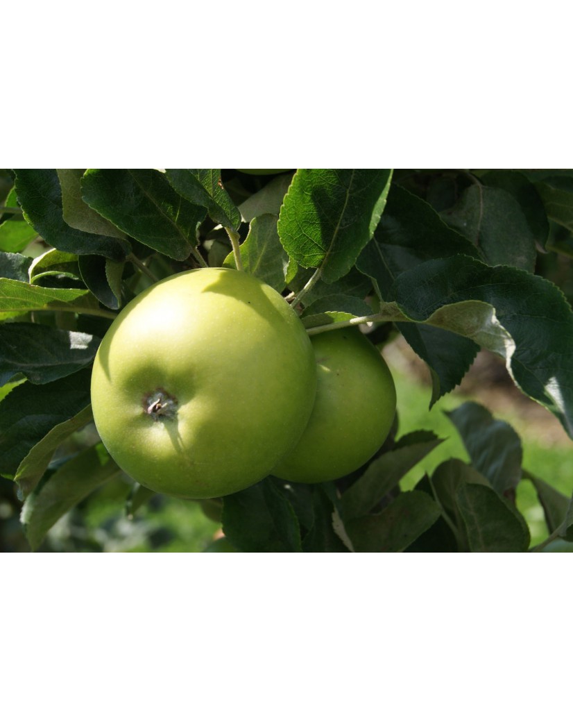Granny Smith apple tree Malus domestica Granny Smith