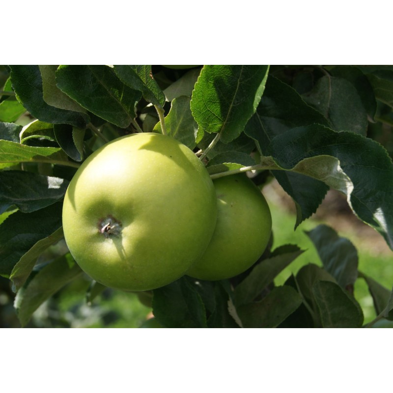 Granny Smith apple tree Malus domestica Granny Smith