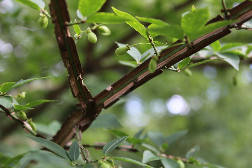 Eunonymus Alatus - Winged spindle-tree