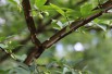 Eunonymus Alatus - Winged spindle-tree