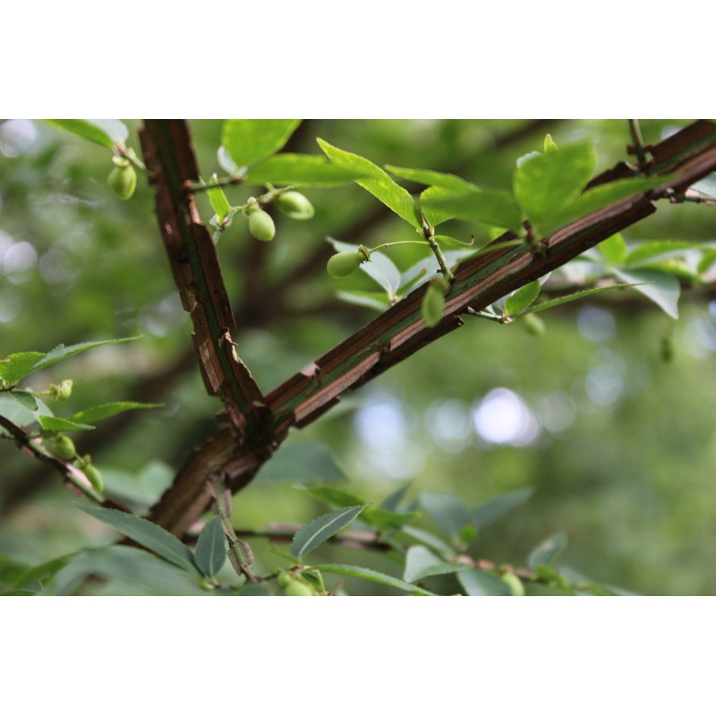 Burningbush Winged spindletree Euonymus Alatus