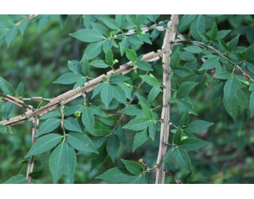 Eunonymus Alatus - Winged spindle-tree