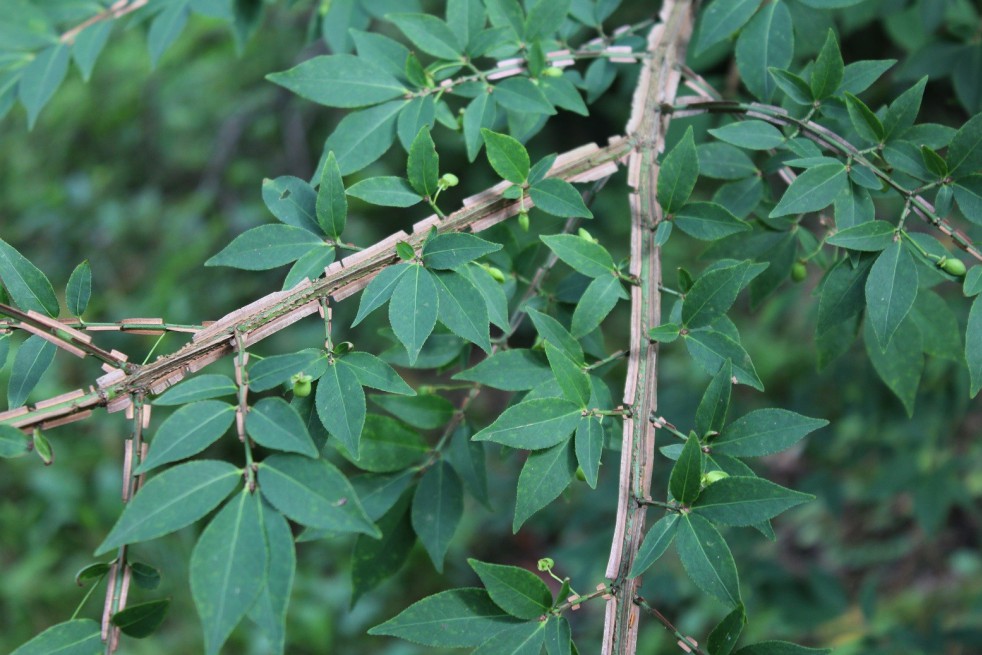 Eunonymus Alatus - Kardinaalsmuts 