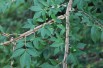 Eunonymus Alatus - Kardinaalsmuts 