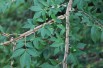 Eunonymus Alatus - Winged spindle-tree