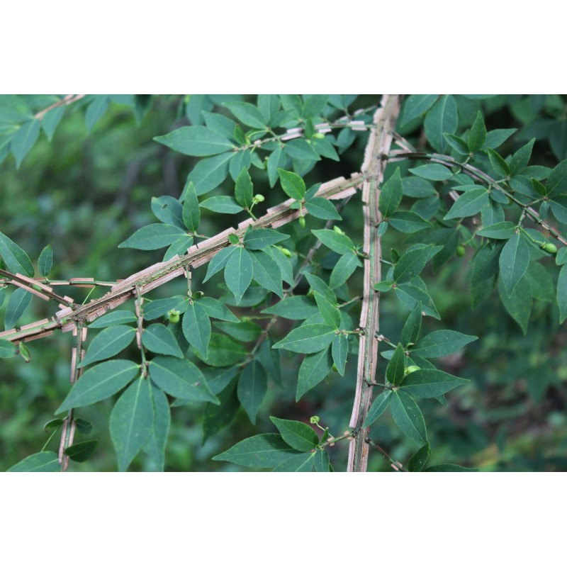 Burning Bush Winged Spindle Tree Euonymus Alatus