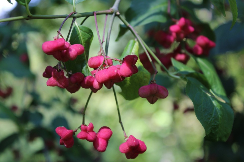 Fusain d'Europe Fusain d'Europe