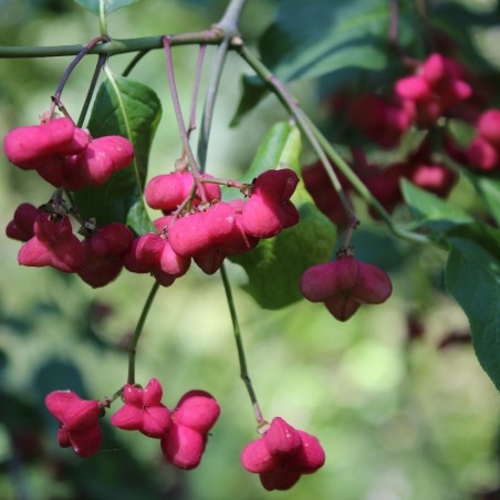 European spindle