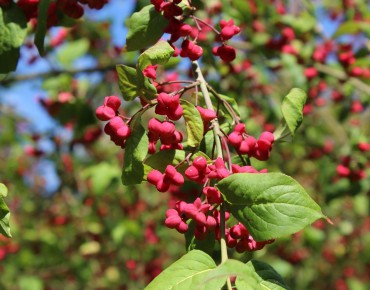 European spindle