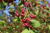 European spindle