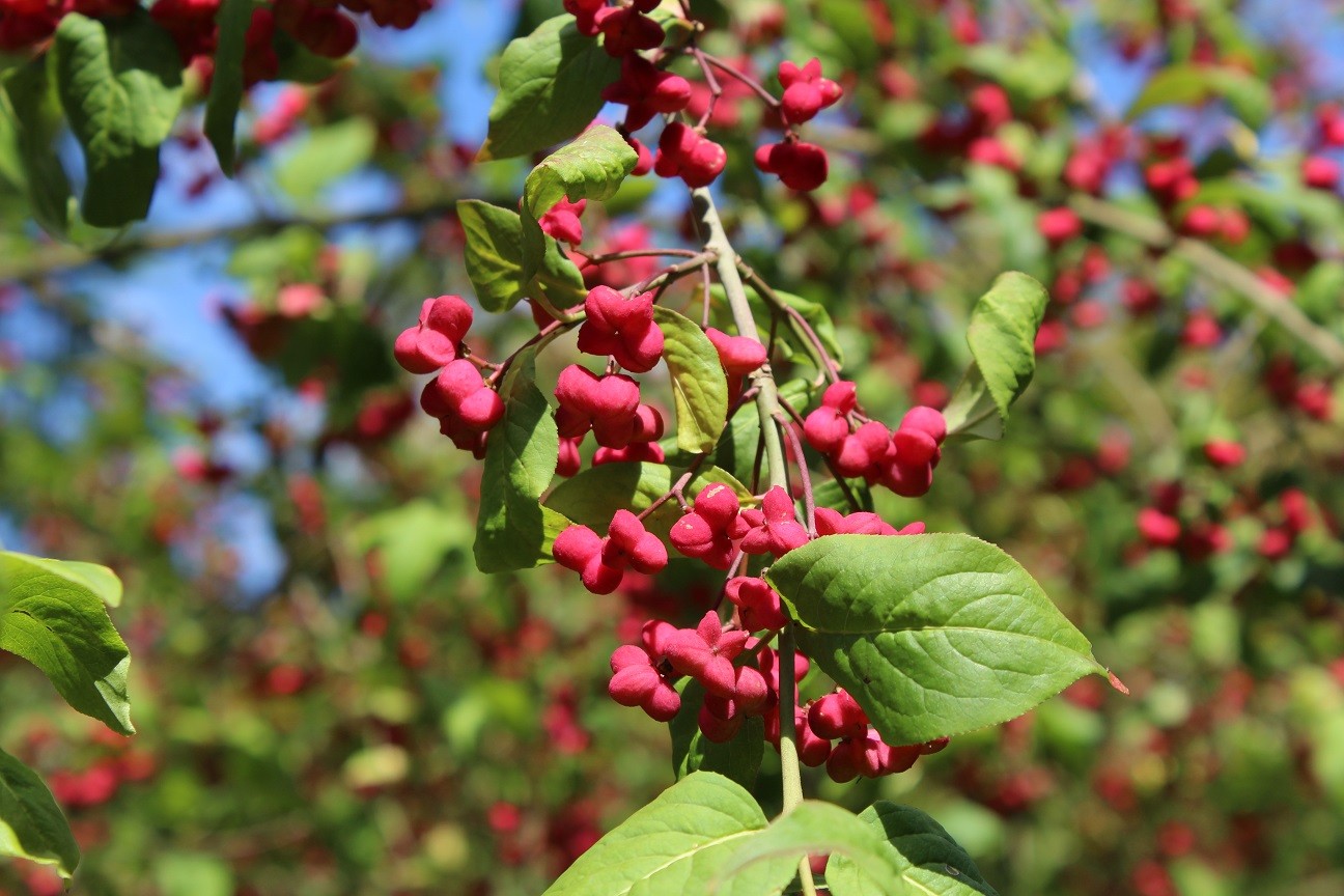 European spindle