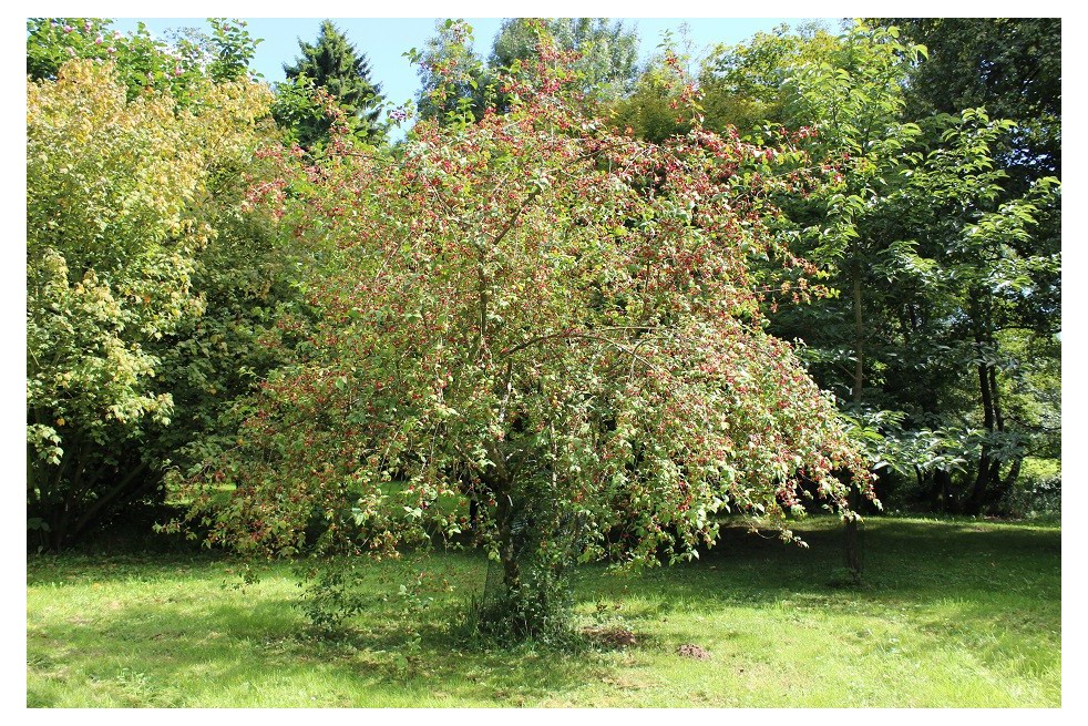 European spindle