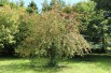 European spindle European spindle