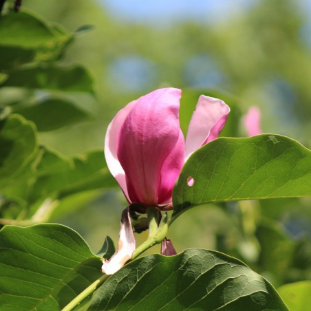 Magnolie Gresham Royal Crown