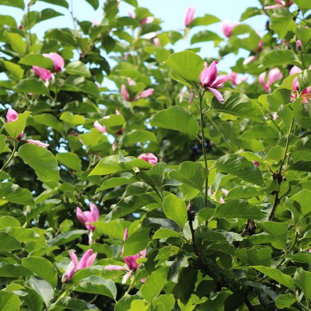 Magnolie Gresham Royal Crown