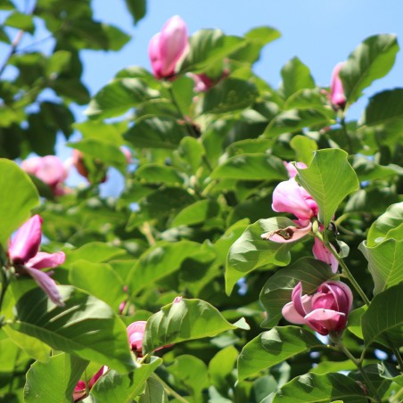Magnolia Gresham Royal Crown