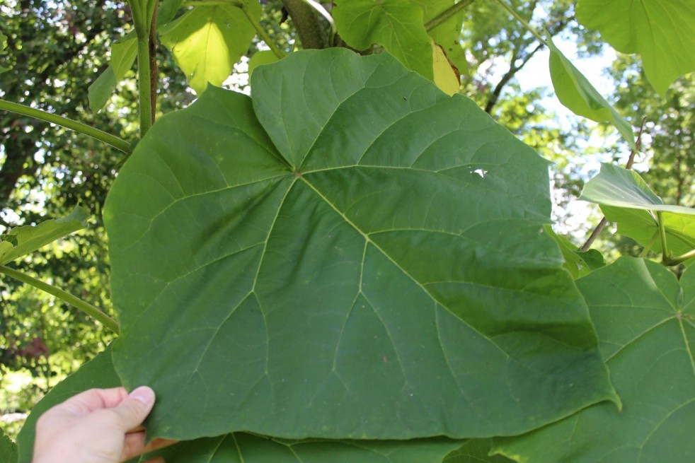 Arbre Impérial