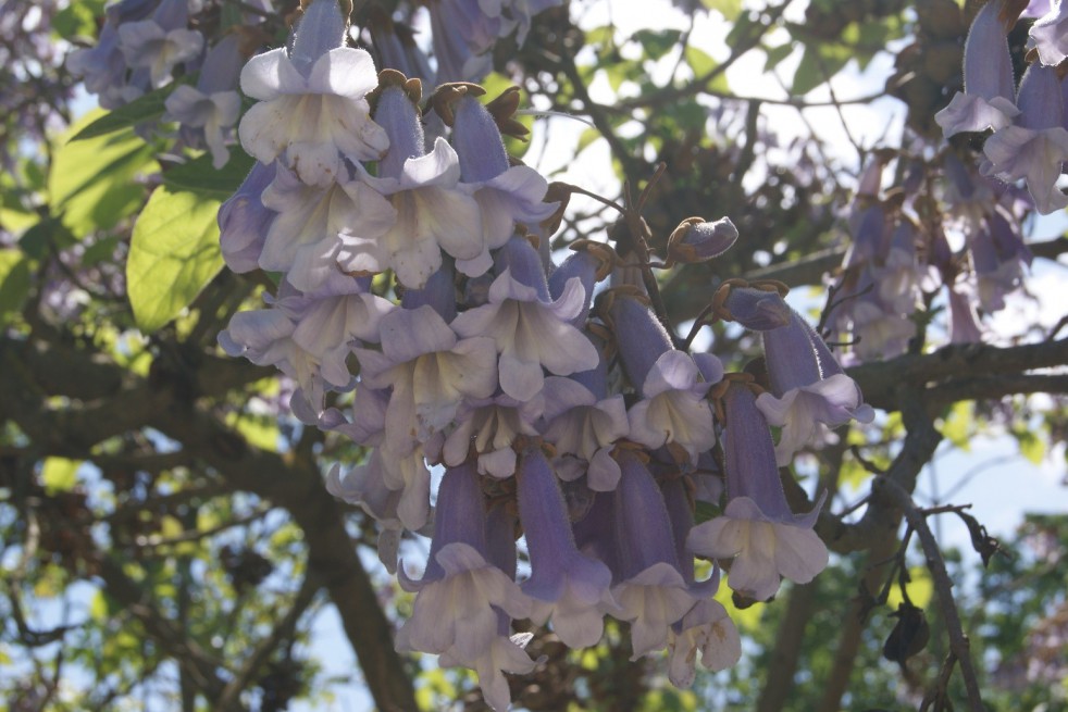 Princesstree