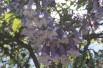 Princesstree