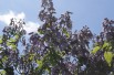 Arbre Impérial