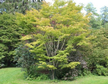 Japanese maple
