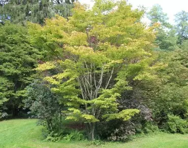 Japanese maple