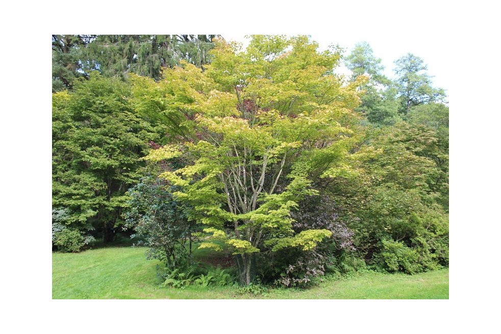 Japanese maple