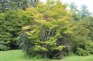 Japanese maple