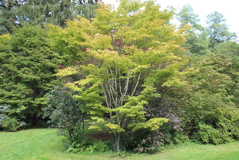 Japanse esdoorn