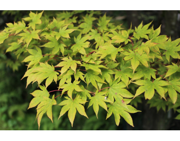 Japanese maple