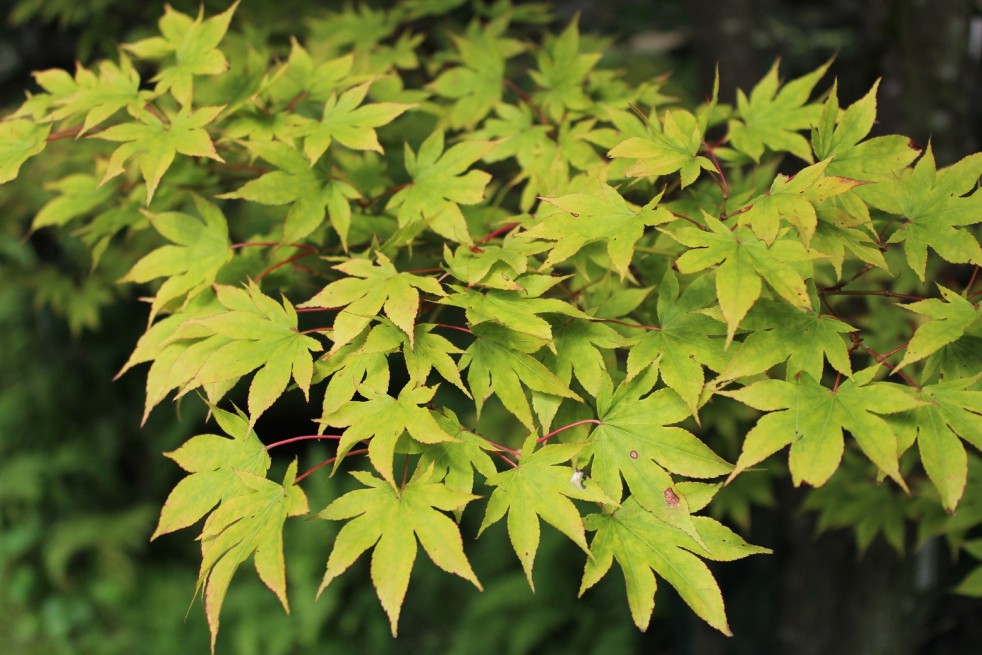 Japanese maple