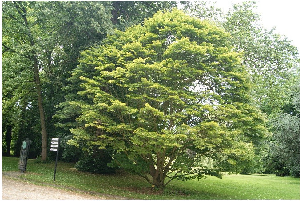 Japanese maple