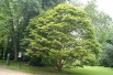 Japanese maple