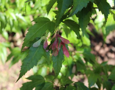 Amur maple