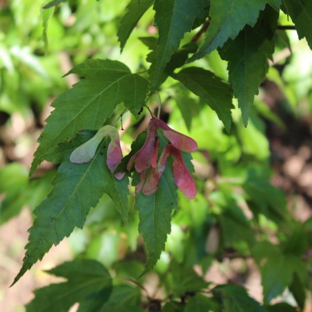 amoeresdoorn - Acer Tataricum Ginnala