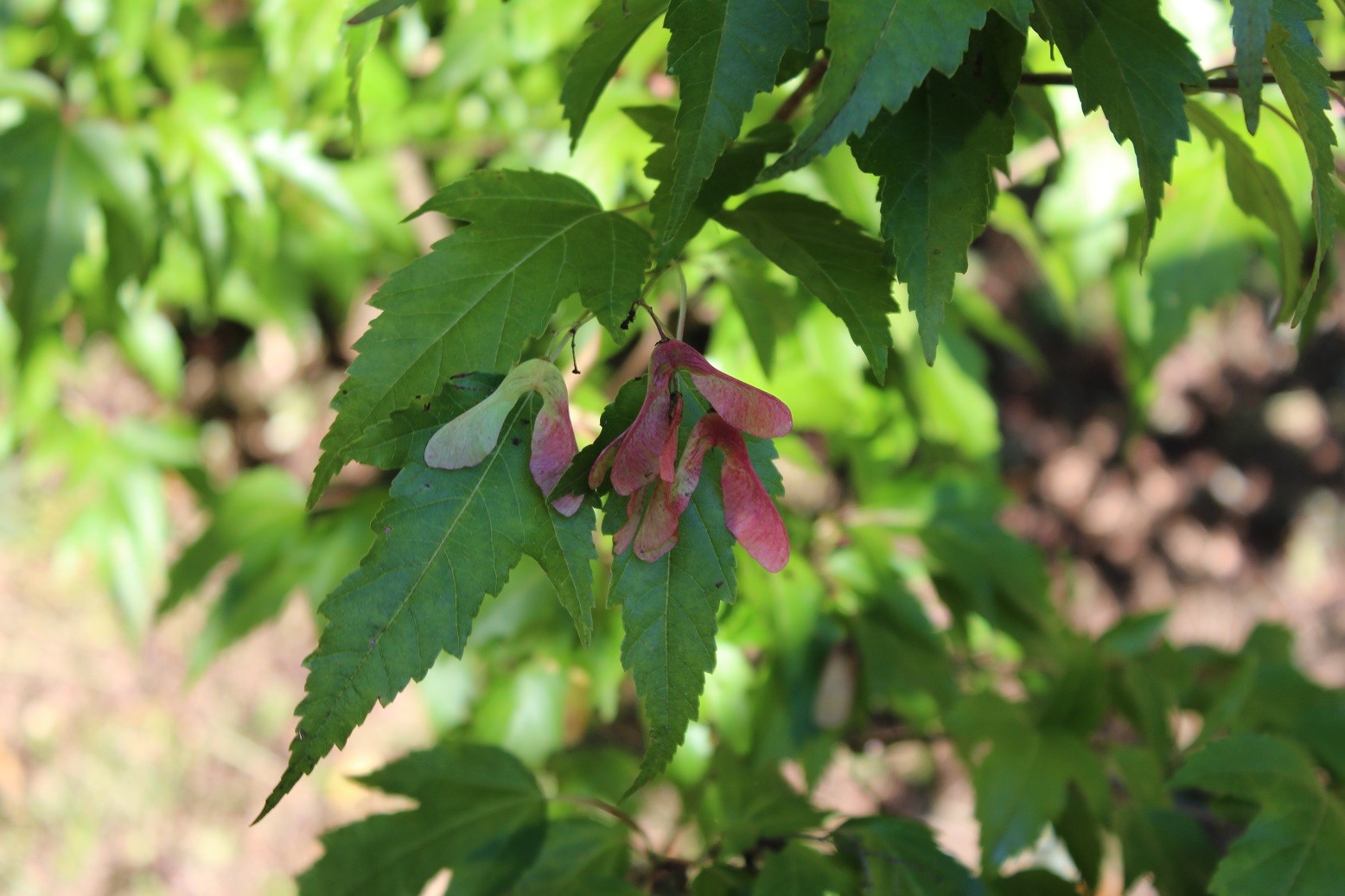 Amur maple