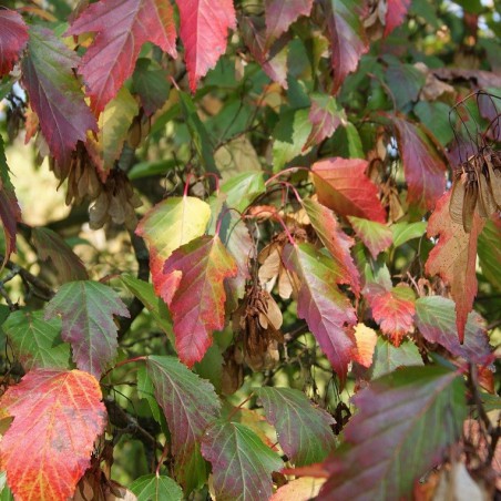 amoeresdoorn - Acer Tataricum Ginnala