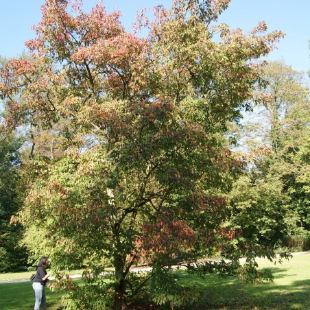 amoeresdoorn - Acer Tataricum Ginnala