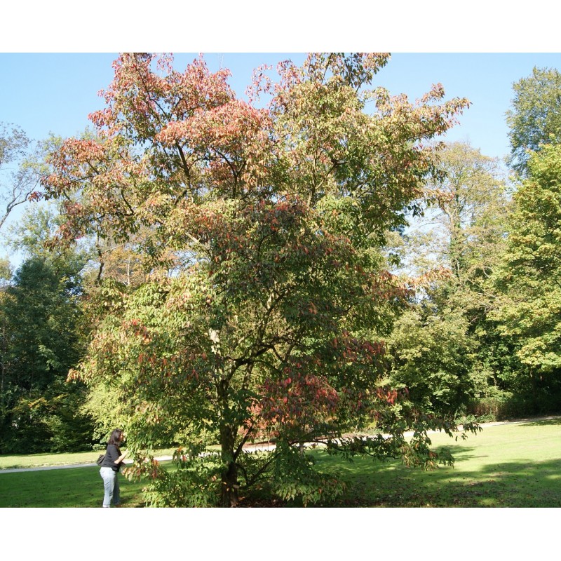 amur maple invasive amur maple invasive